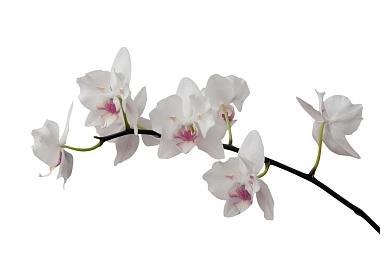 Фотообои PhotoWall Classic White Orchid Stem - Purple e21541 (289*94 cm)